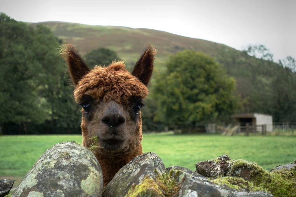 Alpaca stares at the camera with a hill in the background