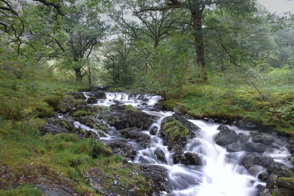 Water cascading over many rocks beneath the trees